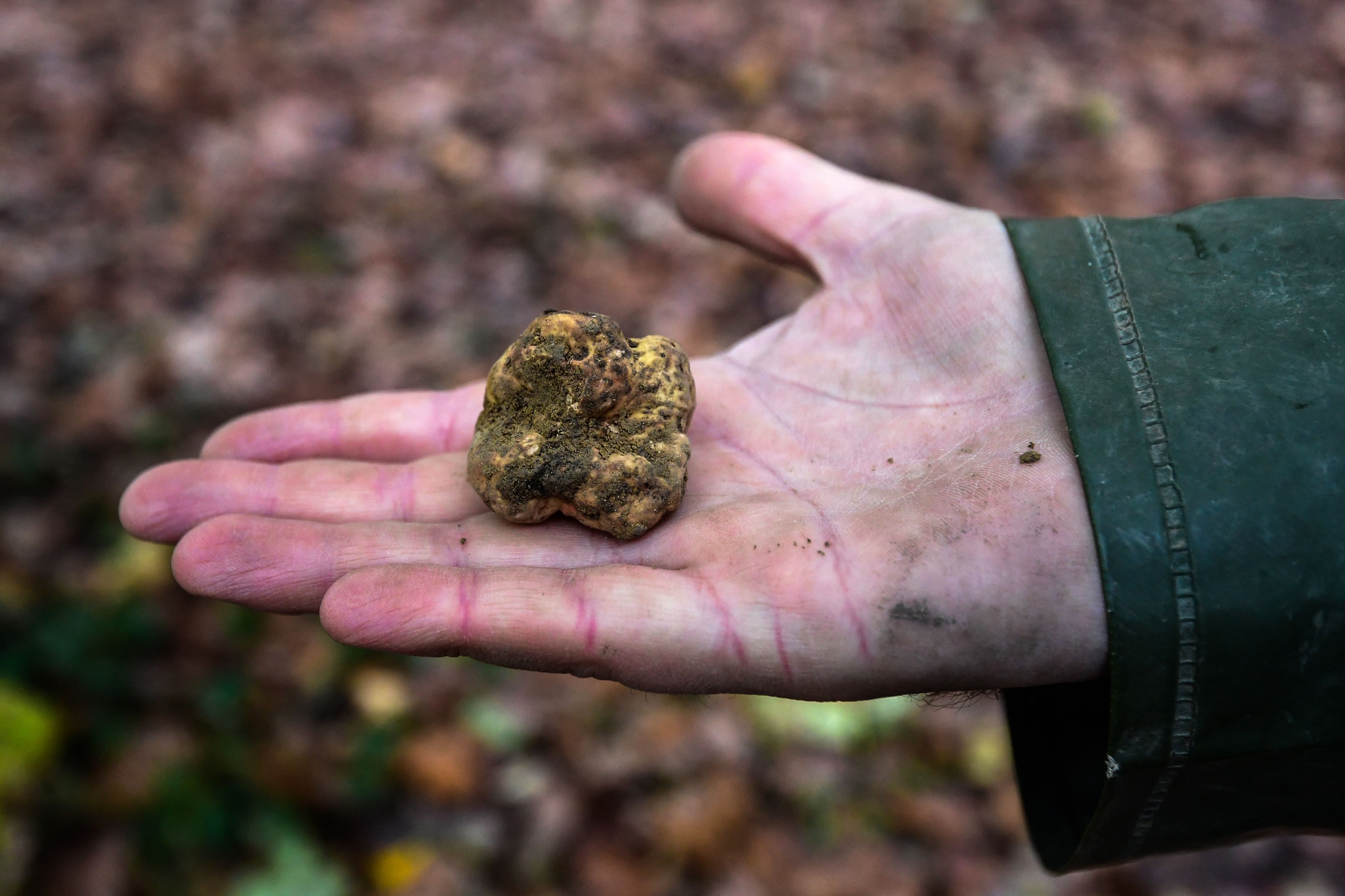Italy's white truffle hunters worry about climate change - CNBC
