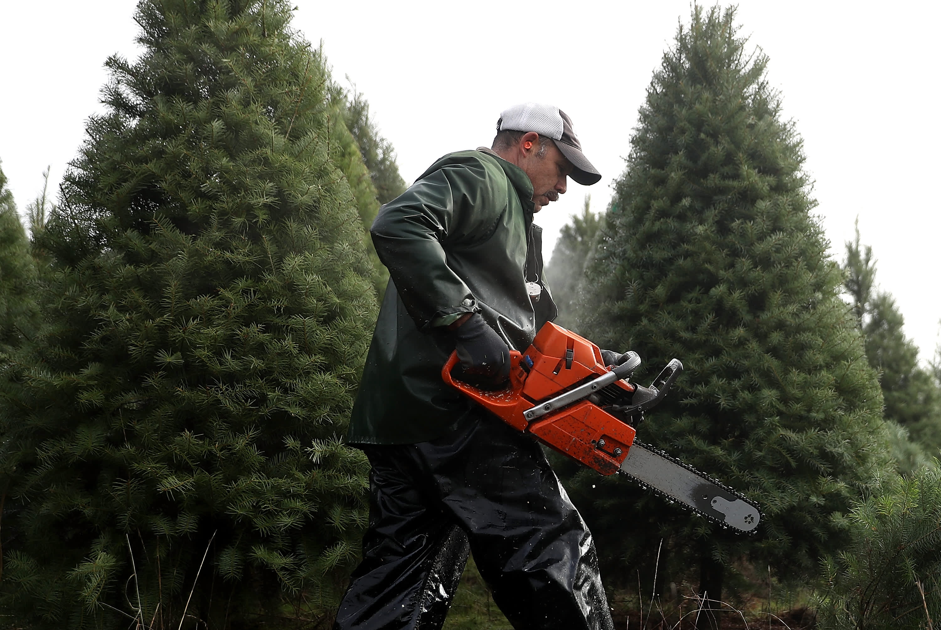 Christmas tree prices rise as drought and fire hit crops and farms close - CNBC