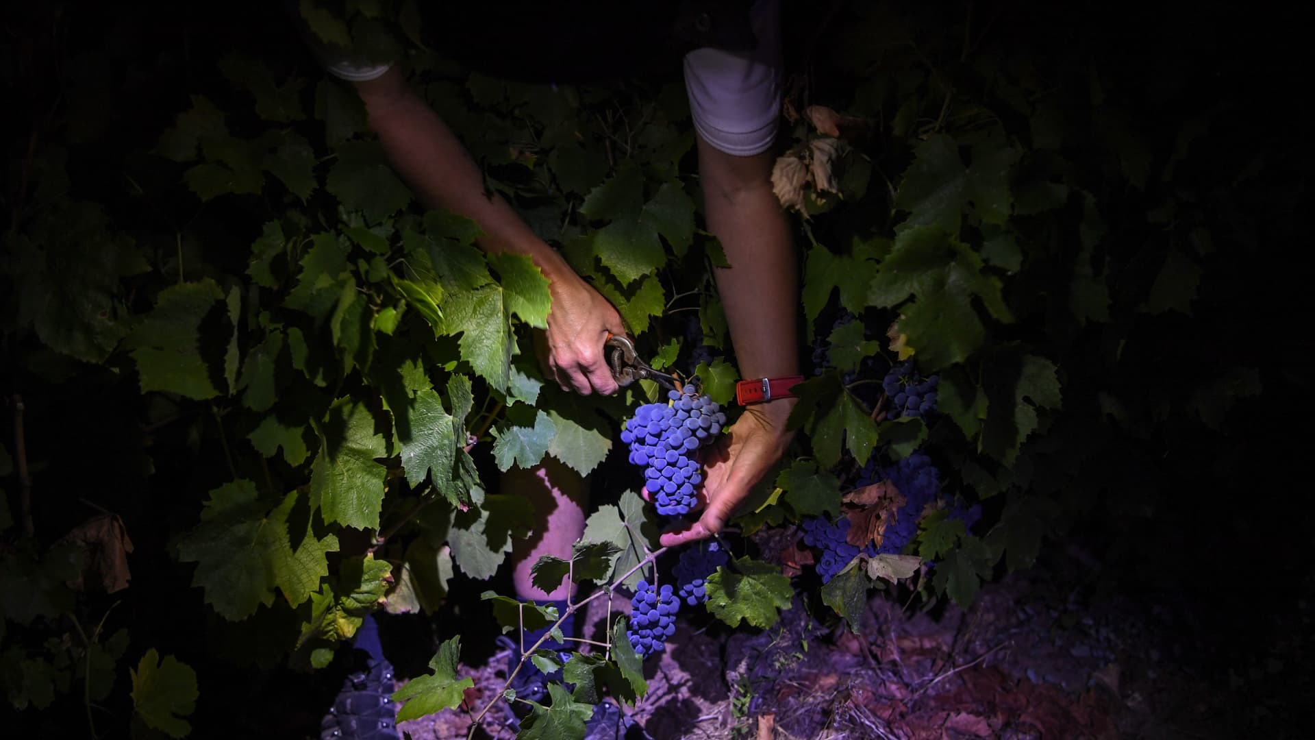A picker cuts grapes at a vineyard in Beaujolais, eastern France, on early September 3, 2018, during this year's first Beaujolais' harvest.