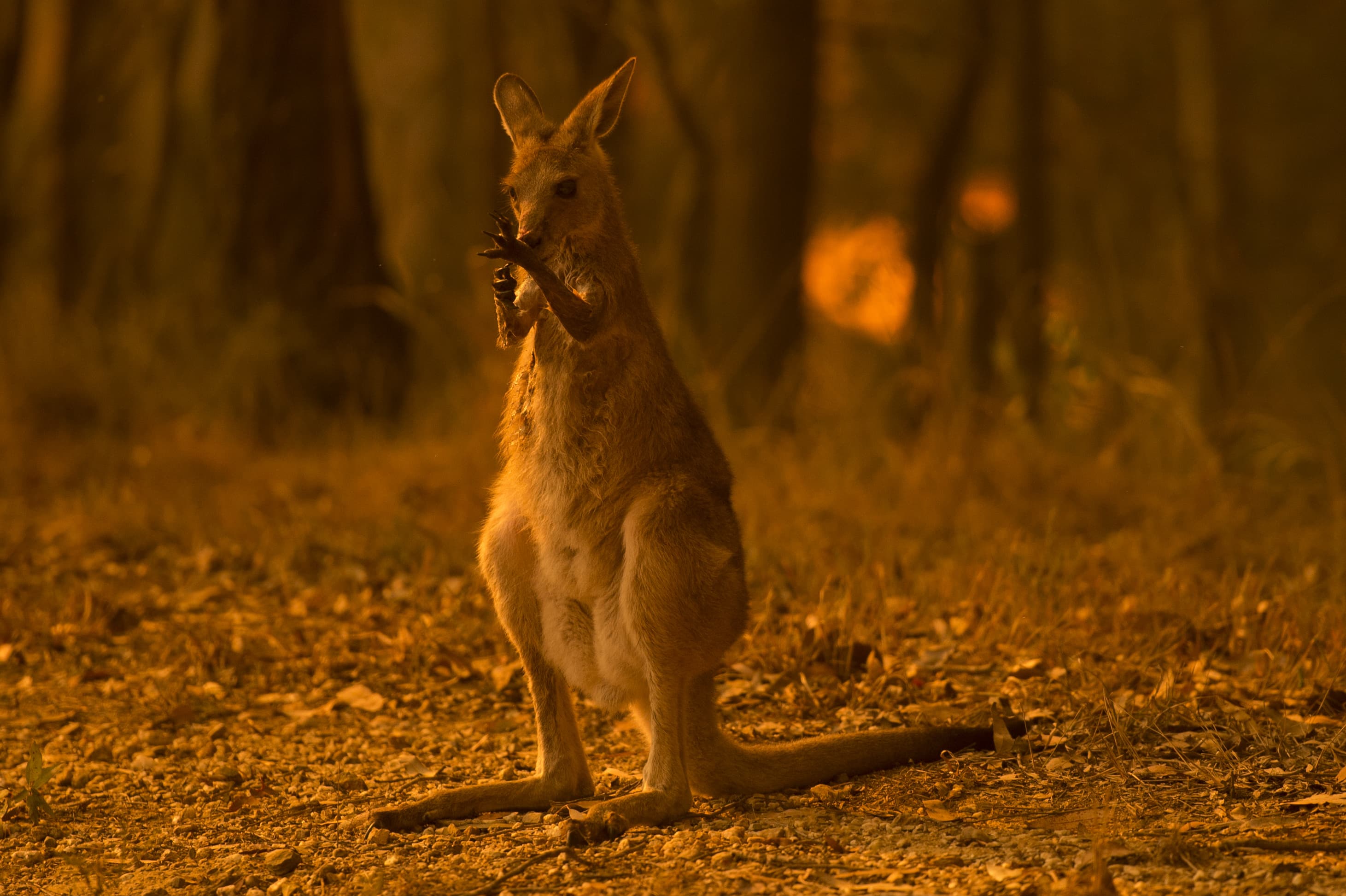 Australia fires: Nearly half a billion animals killed as crisis mounts