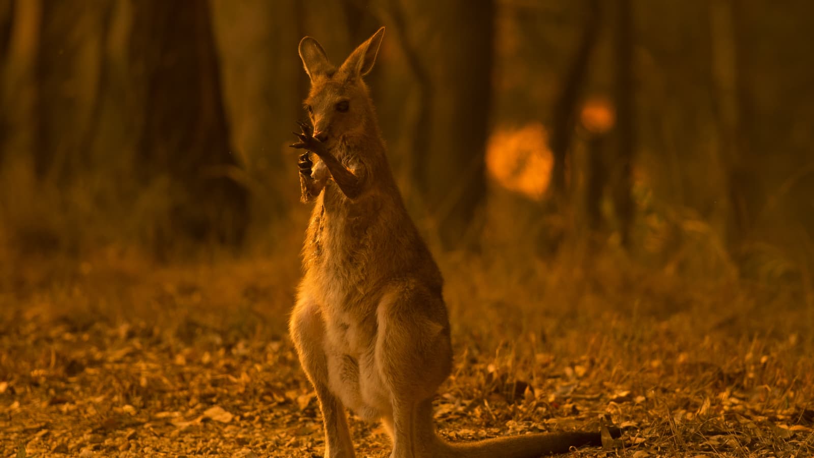 Australia fires: Nearly half a billion animals killed as crisis mounts