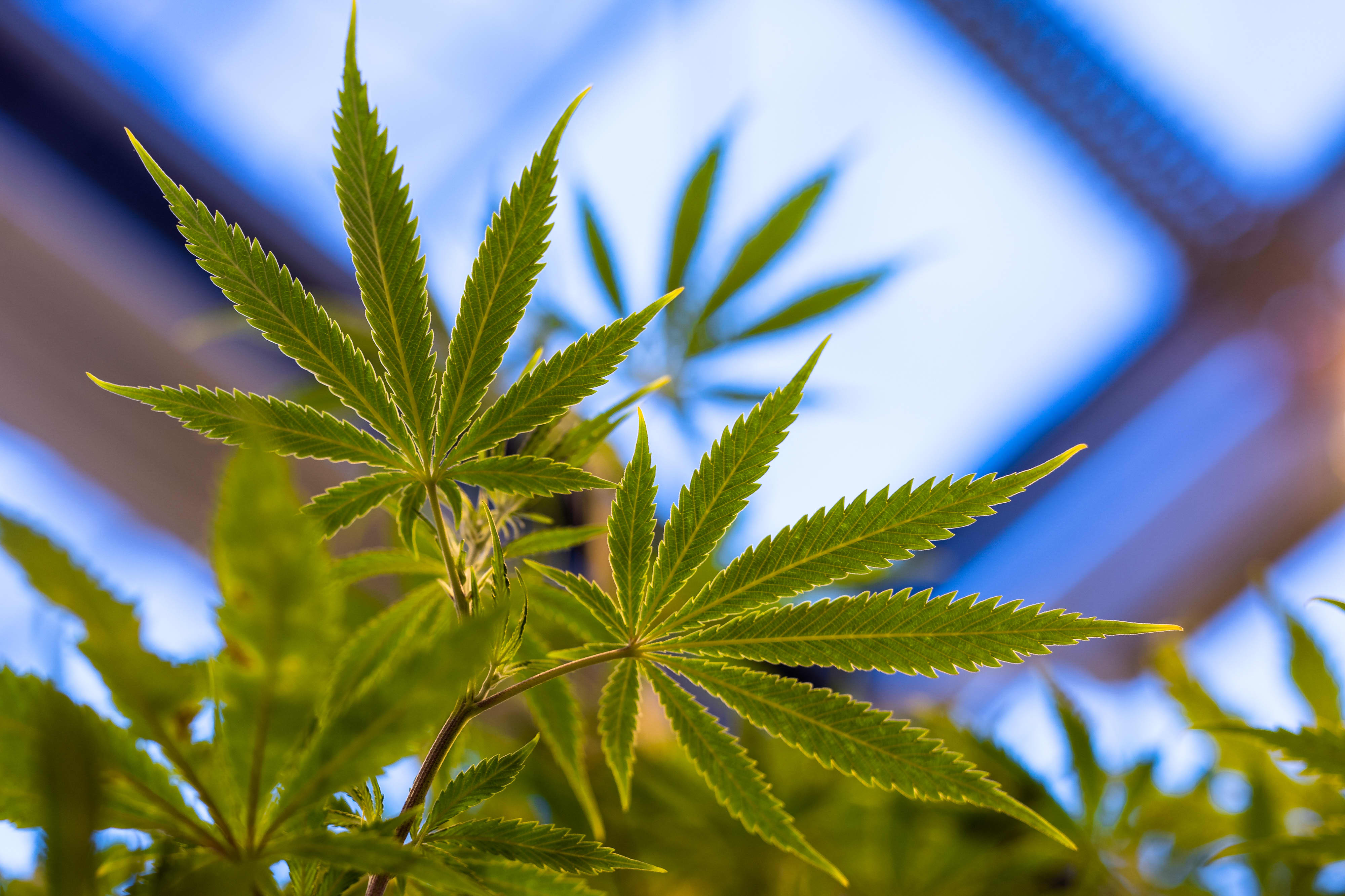 Peel Group’s John Whitaker hopes to set up Isle of Man cannabis farm