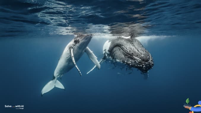 Google AI whale detection