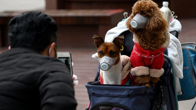 In Today's Woof-Woof News: A wittle doggie in Hong Kong tests positive for the coronavirus, WHO officials confirm 106399258-1582158081794gettyimages-1201780911