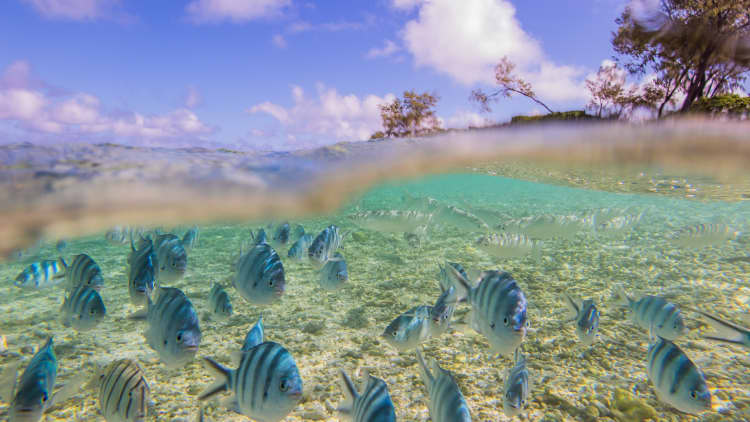 How researchers are trying to save the Great Barrier Reef