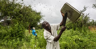 East Africa faces dual shock from coronavirus and locust swarms