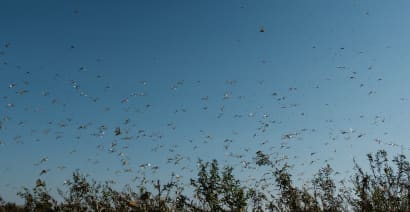 China urges authorities to prepare for possible locust invasion