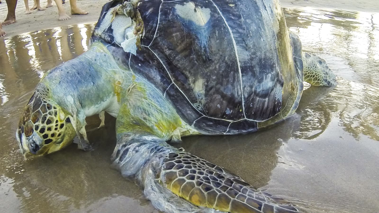 Sea turtles are eating ocean plastic because it smells like food: Study