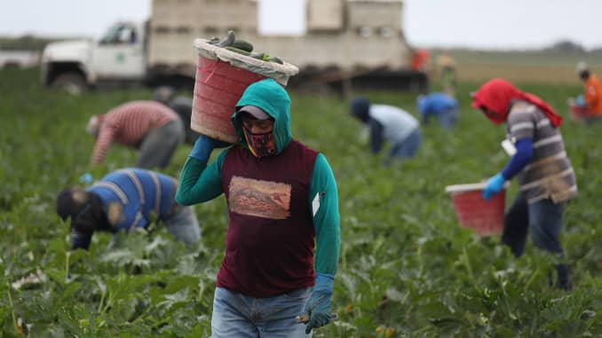 GP: Coronavirus Agriculture: Florida farming Essential Farm Workers Continue Work As Florida Agriculture Industry Struggles During Coronavirus Pandemic