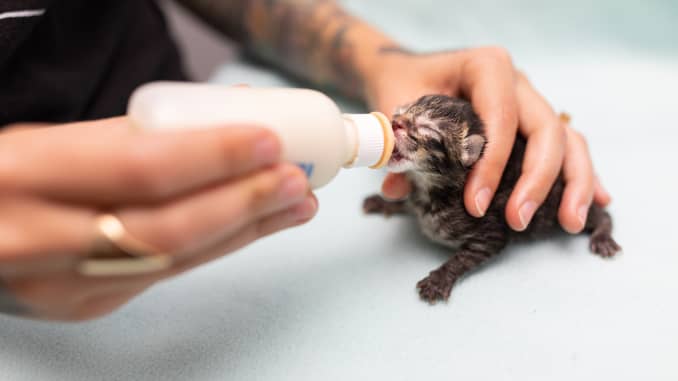 H/O: Neonatal Kitten feeding Orphan Kitten Club