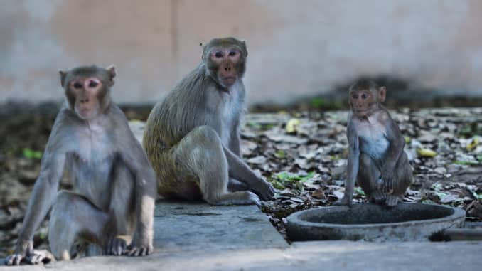 GP: Coronavirus India wildlife taking over empty streets Monkeys in New Delhi 200408