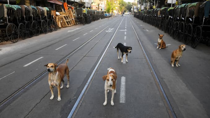GP: Coronavirus Wildlife in cities pack of dogs Kolkata India