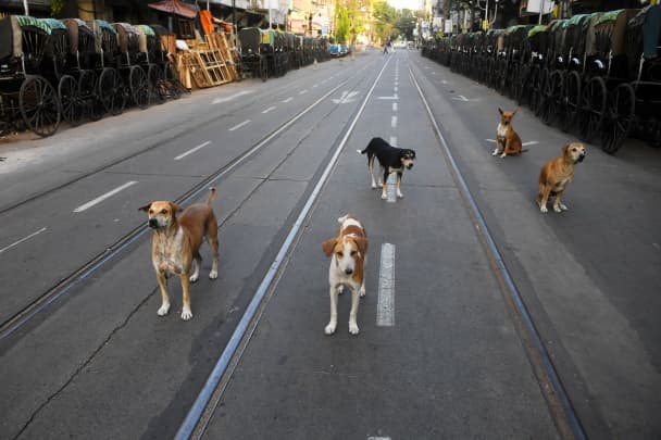 GP: Coronavirus Wildlife in cities pack of dogs Kolkata India