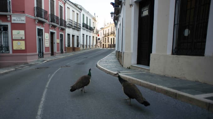 GP: Coronavirus wildlife: Madrid Peacock in street