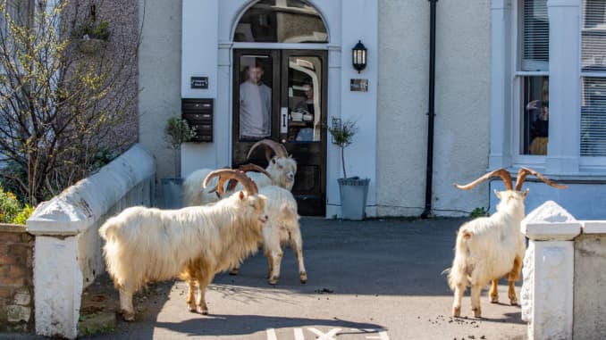 GP: Coronavirus Wildlife Llandudno, north Wales: Goats
