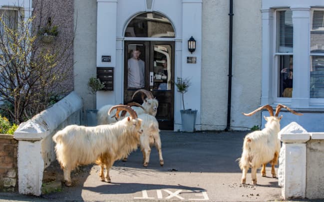 GP: Coronavirus Wildlife Llandudno, north Wales: Goats