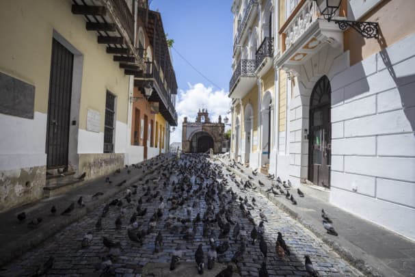 GP: Coronavirus Wildlife: Puerto Rico: Pigeons