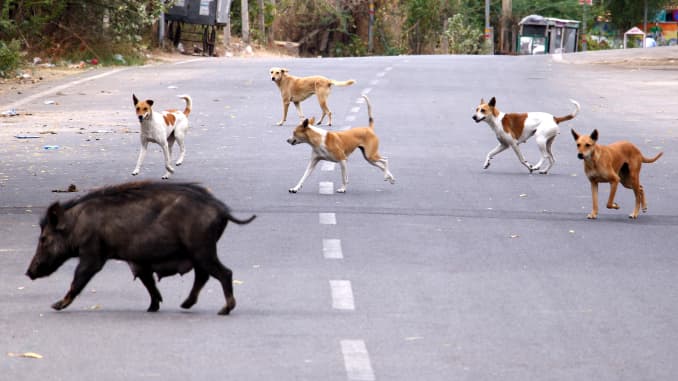 GP: Coronavirus Wildlife: Ajmer Rajasthan India Pig and dogs