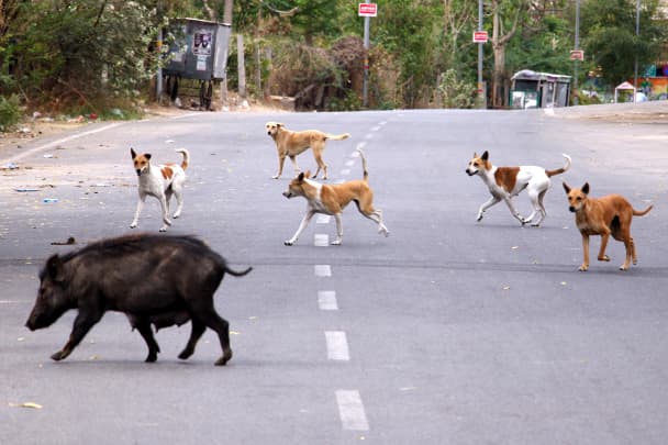 GP: Coronavirus Wildlife: Ajmer Rajasthan India Pig and dogs