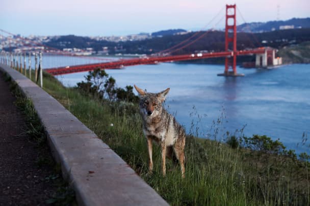 RT: Coronavirus Wildlife San Francisco Coyote Outbreak of the coronavirus disease (COVID-19) in San Francisco, California