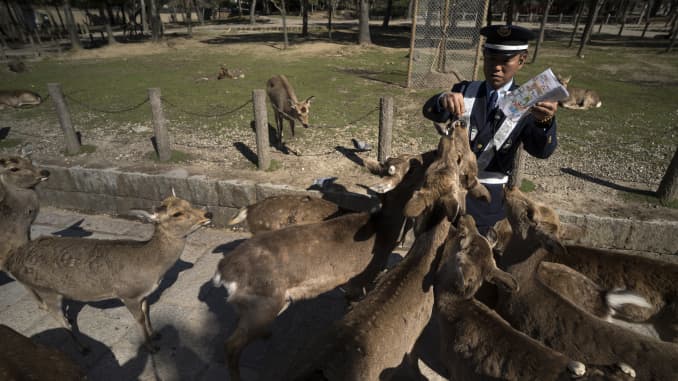 GP: Coronavirus Wildlife Japan Sika deer