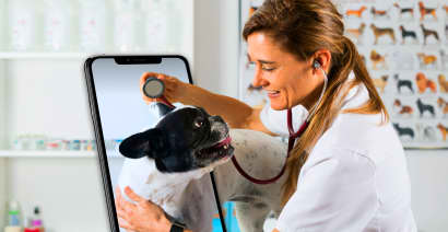 Vet telehealth surges as first US pets test positive for coronavirus