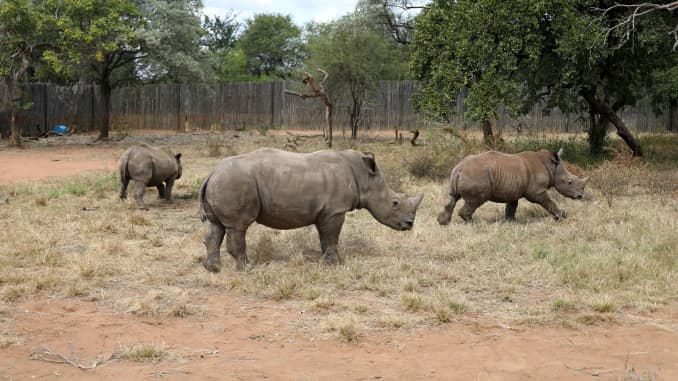 Orphaned rhinos are seen amid the spread of the coronavirus disease (COVID-19), at a sanctuary for rhinos orphaned by poaching, in Mookgopong, Limpopo province, South Africa April 17, 2020.