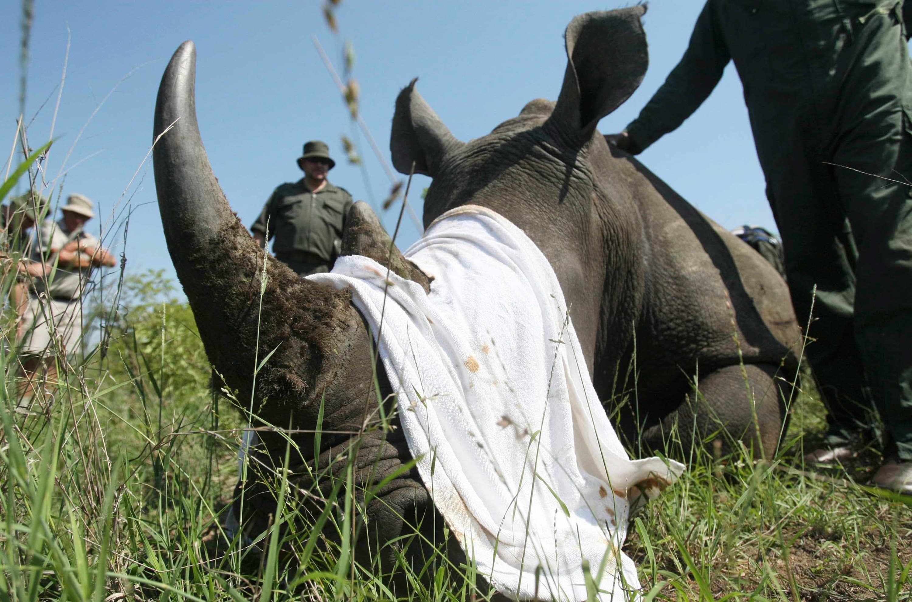 Coronavirus: Poachers kill more animals as tourism to Africa plummets