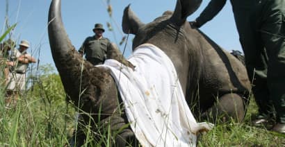 'Filthy bloody business:' Poaching rises as coronavirus crushes African tourism