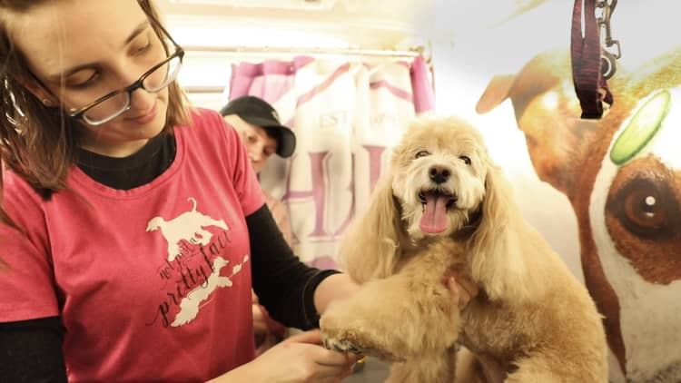 What it takes to open a dog grooming business in New York City