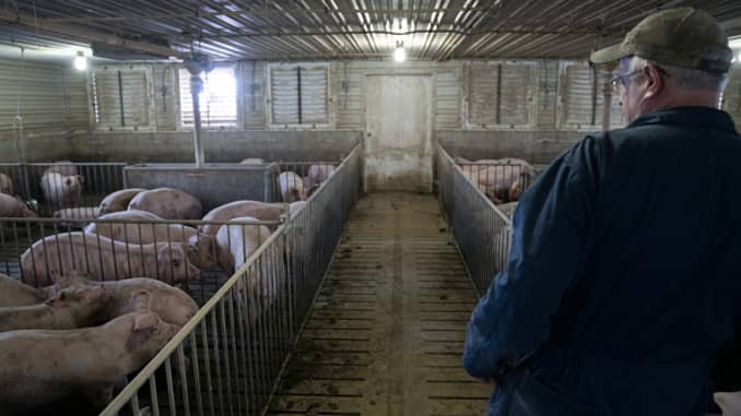 GP: Coronavirus Agriculture: Pork: USDA Boosts Effort To Support Virus-Hit Meat