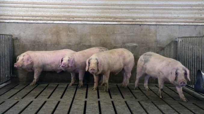 GP: Coronavirus Agriculture: Pork- USDA Boosts Effort To Support Virus-Hit Meat