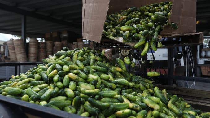 GP: Coronavirus Agriculture: Cucumbers: Farmers In Florida Deal With Excess Crops For Lack Of Demand Due To COVID-19 - 106516036
