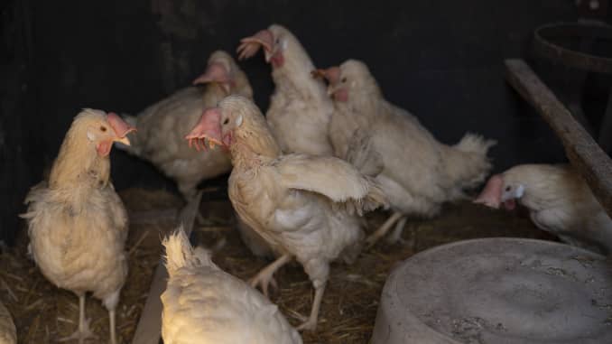 GP: Coronavirus Agriculture: Poultry in Albany Minnesota