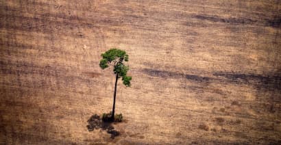 World leaders pledge to end deforestation by 2030