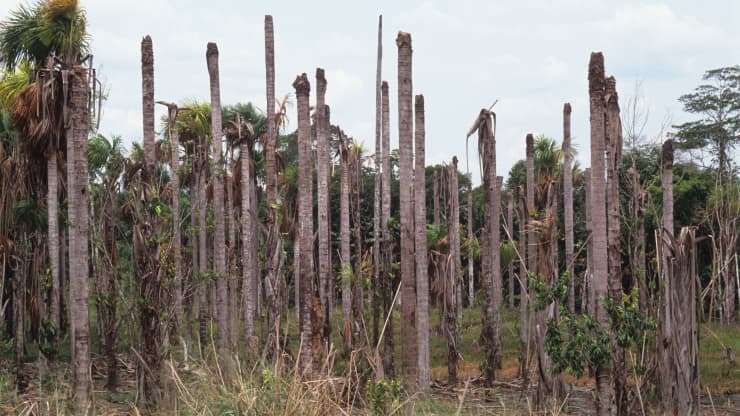 Những cây cọ bị bệnh do vi rút gây ra khiến cây bị thối rữa trong rừng nhiệt đới Amazon của Brazil. UniversalImagesGroup | những hình ảnh đẹp