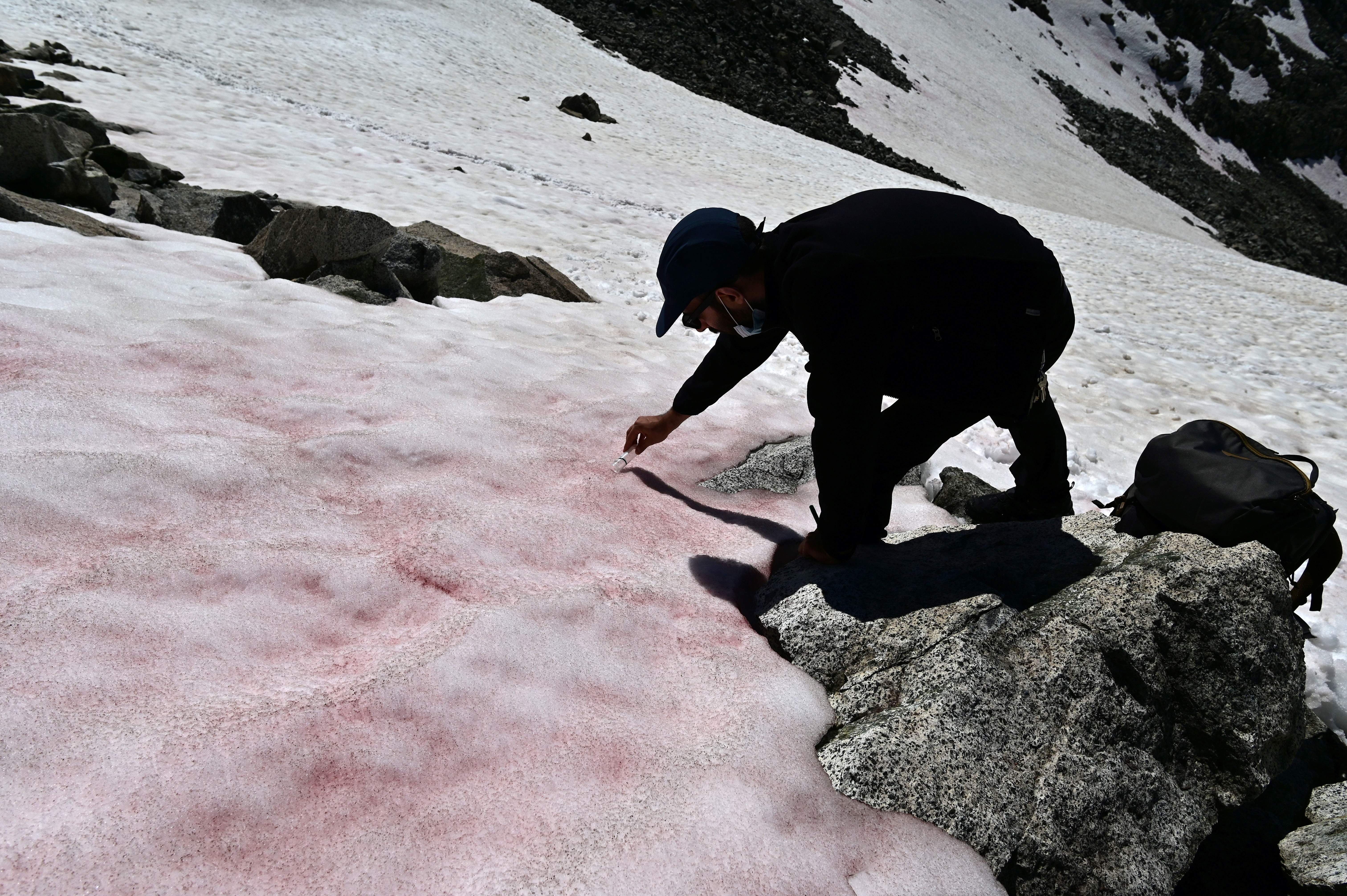 Выпал розовый снег. Красный снег хламидомонада. Розовый снег в Хибинах. Розовый снег в горах. Розовый снег в Альпах.