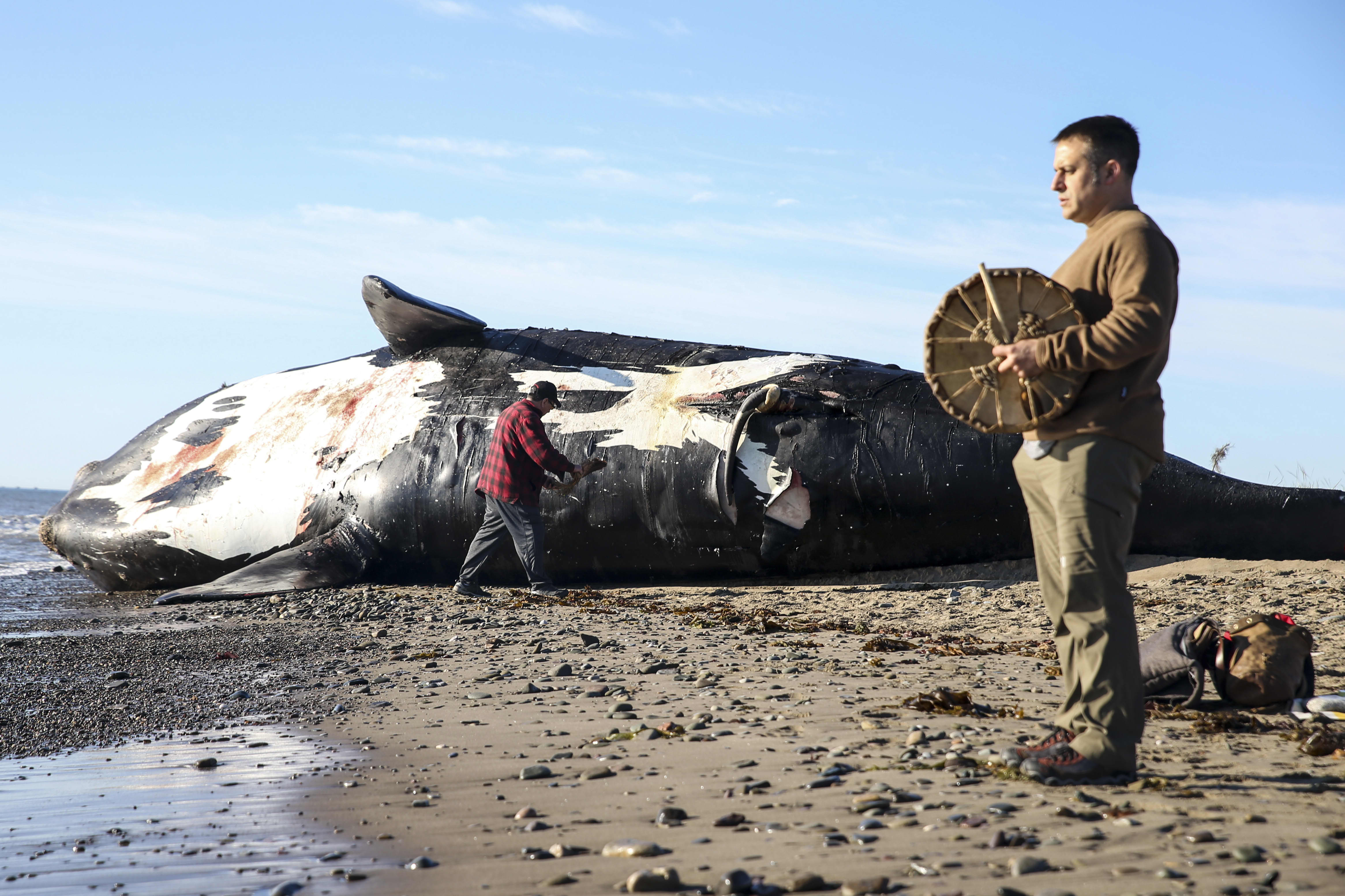 Right whale is one step from extinction climate change ...