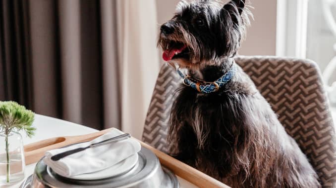The cost to book the Crescent Canines package at Dallas's Hotel Crescent Court is $150.