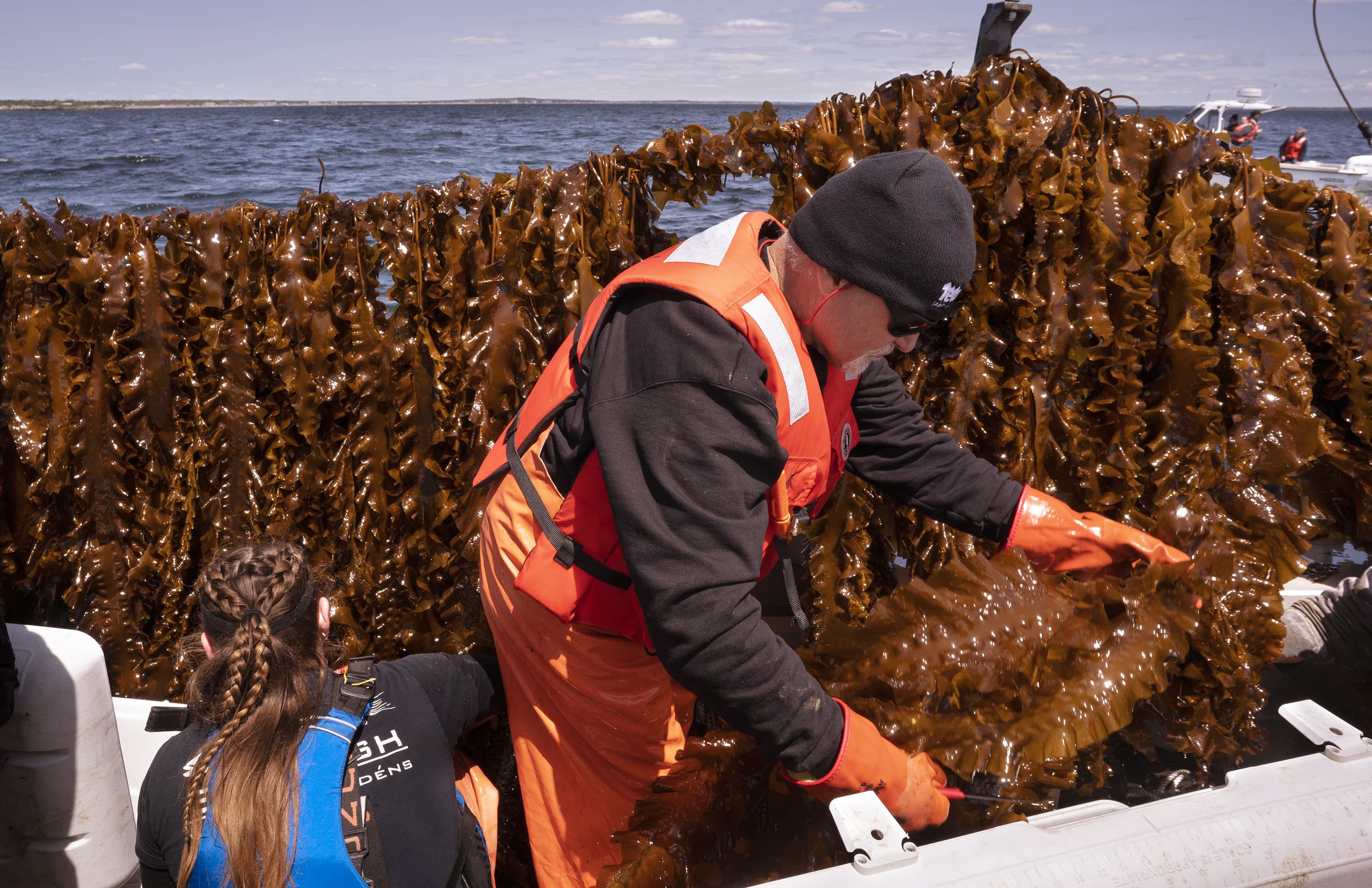 Why the around the globe desire for seaweed is rising