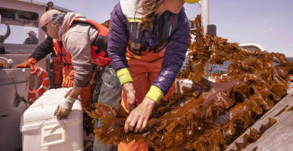 Why demand for seaweed is about to boom