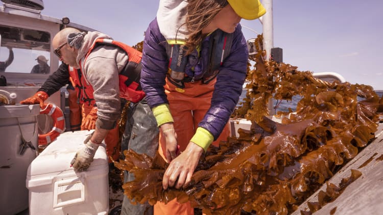 Why demand for seaweed is about to boom