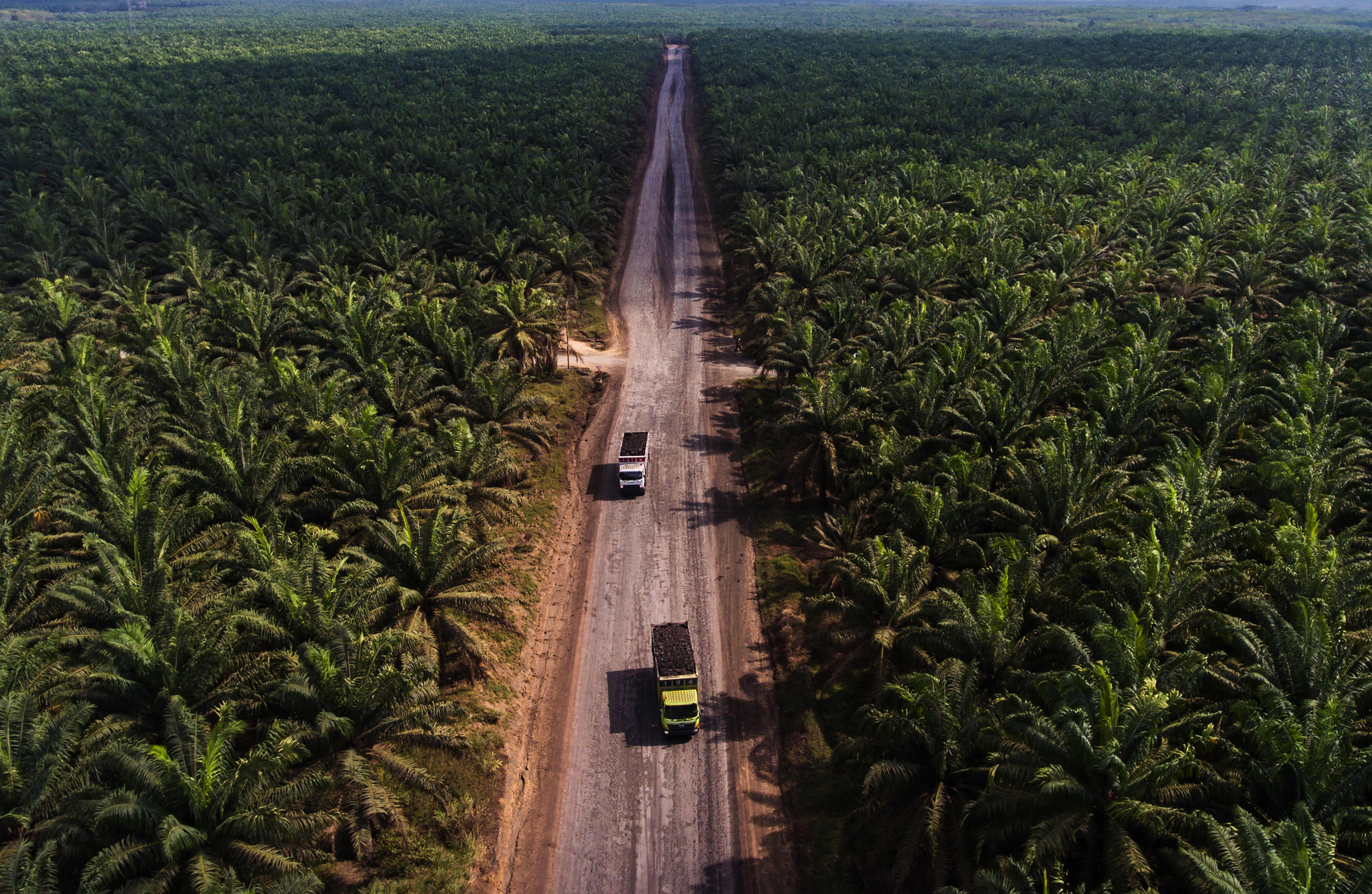 Unilever in data pilot to check for deforestation in its supply chain