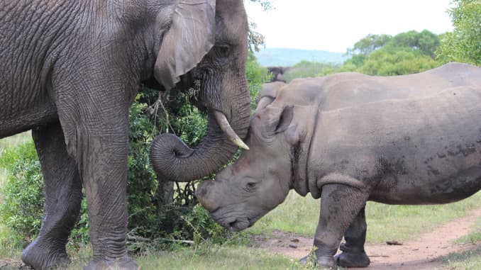 Thabo, without a horn, rubs heads with an elephant named Shaka at Thula Thula Private Game Reserve.