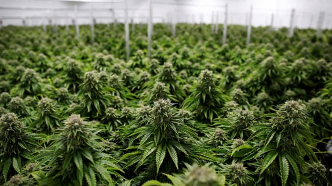 Reddit crowd target Cannabis stocks: Here are analysts' top picks