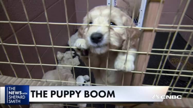 Pet adoptions are up double digits, and goldendoodles are in high demand