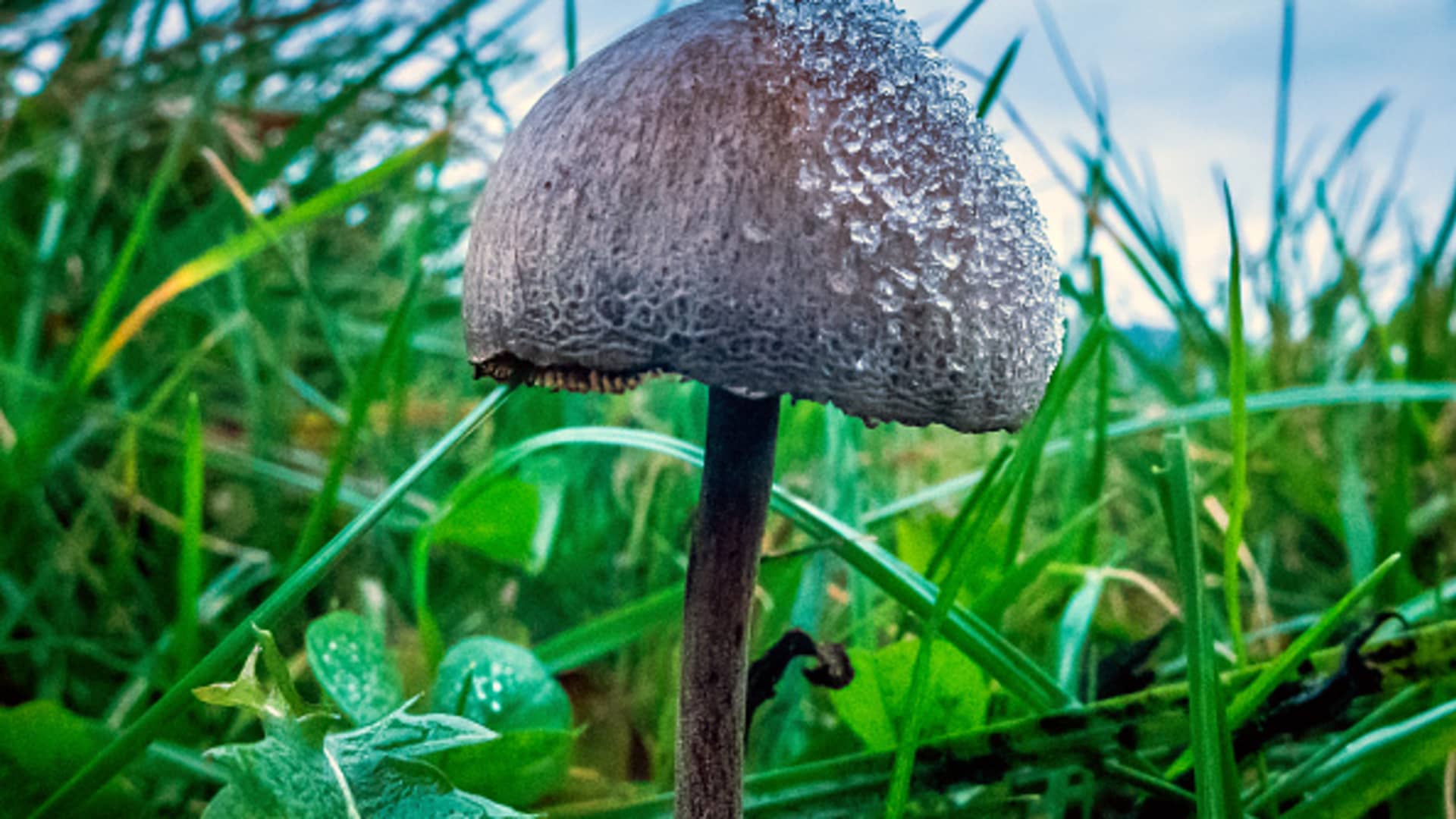 Magical Mushroom Mold