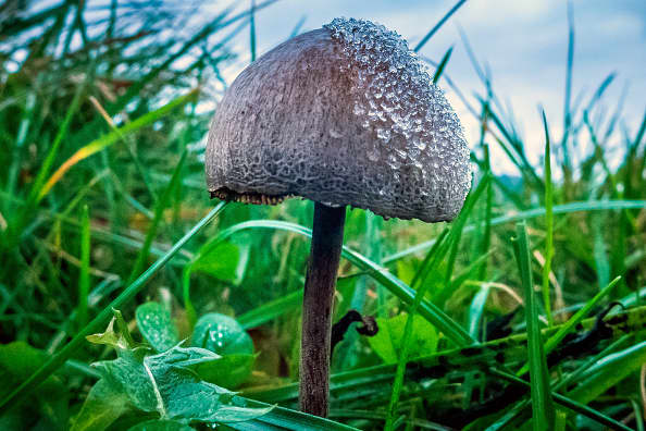 Oregon becomes first state to legalize 'magic mushrooms' as more states ease drug laws - CNBC