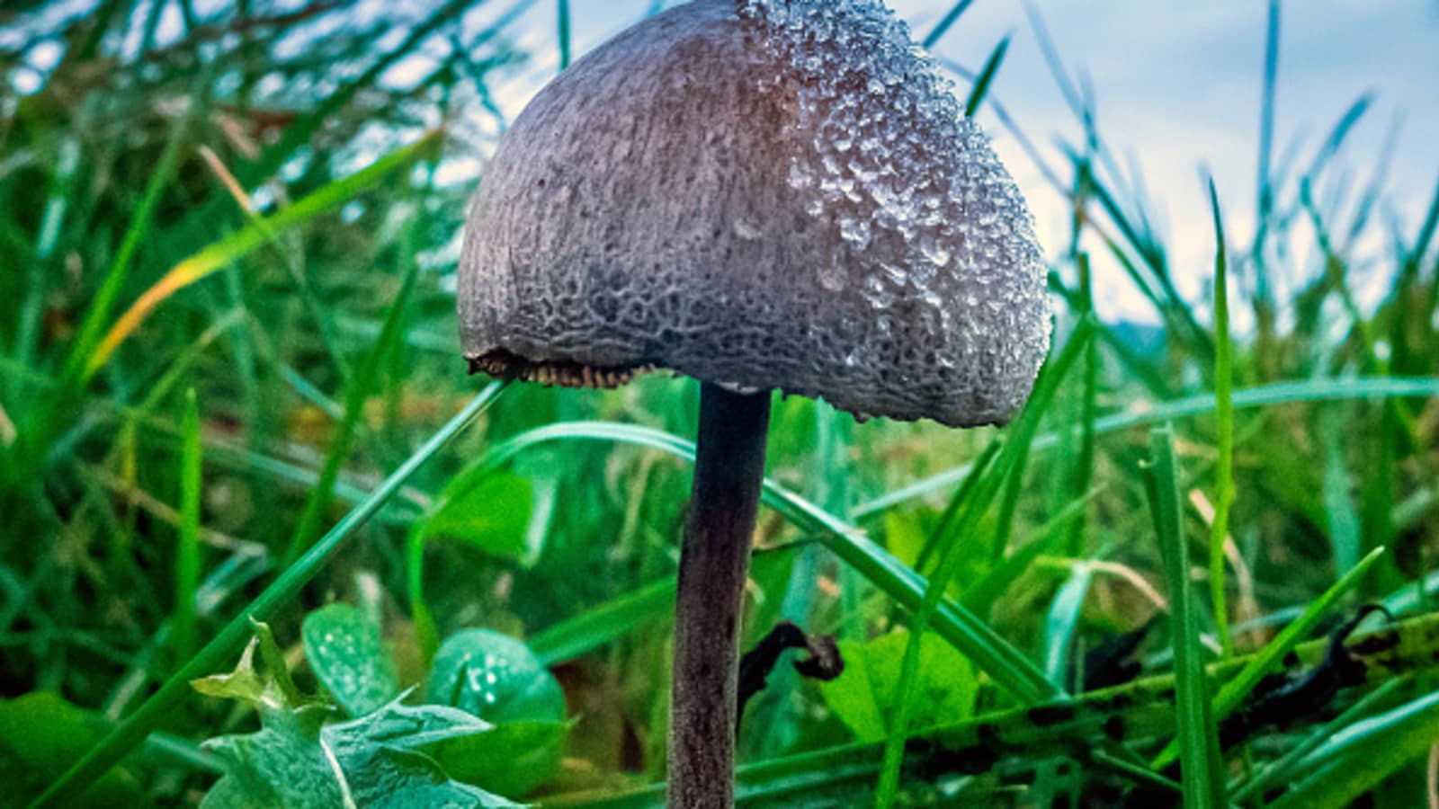 Oregon Becomes First State To Legalize Magic Mushrooms As More States Ease Drug Laws In Psychedelic Renaissance