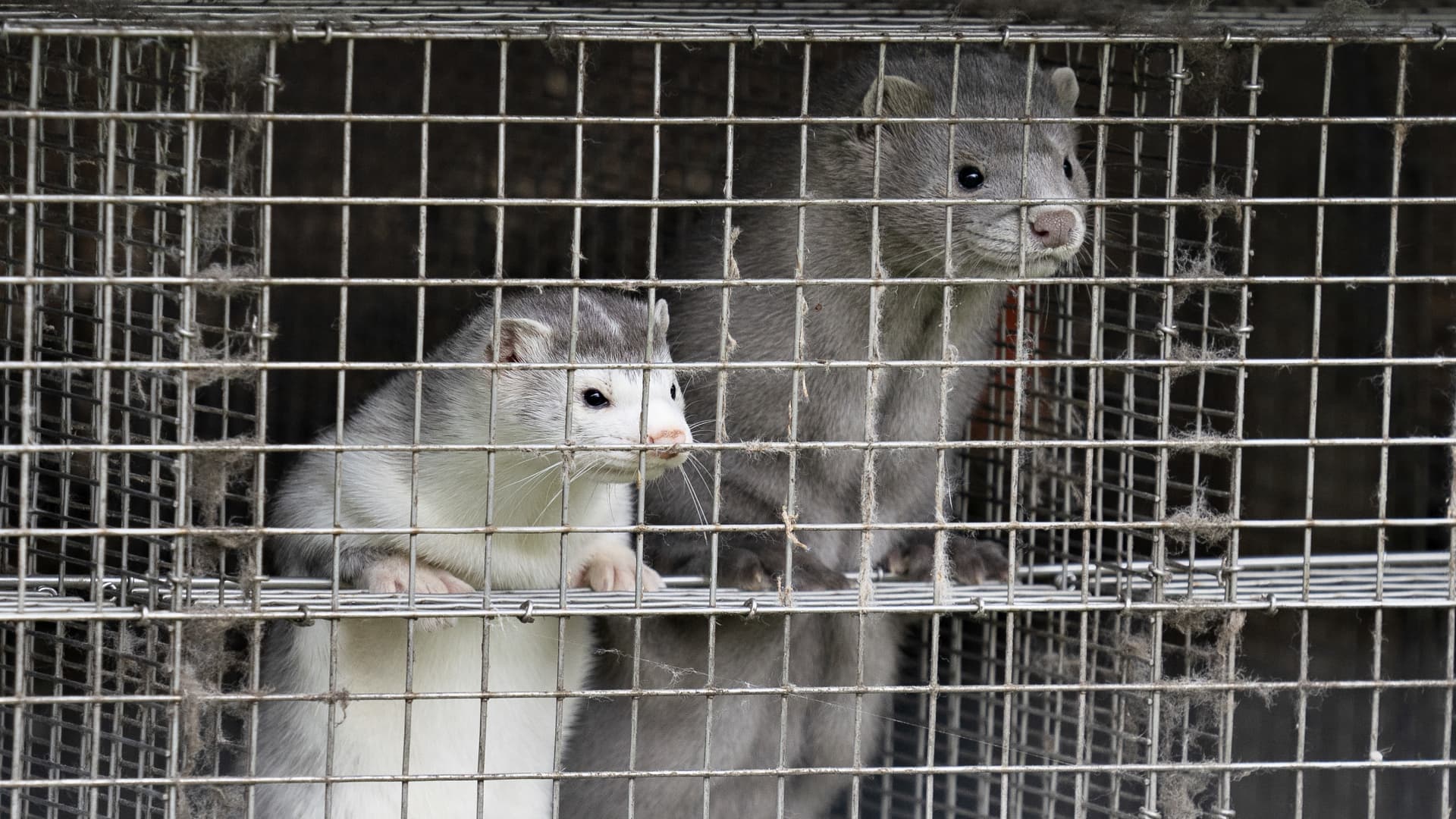 Minks are seen at a farm in Gjol, northern Denmark on October 9, 2020.